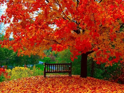 Красивые фотографии осенней природы | Пейзажи, Осенние виды, Осенние фото