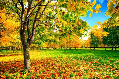Красивая осень | Пикабу