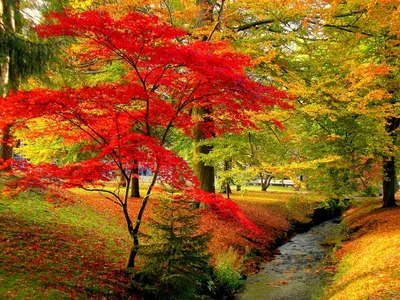 Фон осени Красивые яркие листья деревьев в природе Осенью Стоковое Фото -  изображение насчитывающей пуща, падение: 200681990