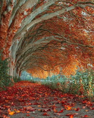 Деревянные дорожки осеннего парка. Красивые фото осенней природы