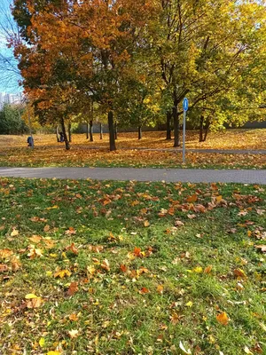 Осенние деревья - красивые картинки (86 фото)