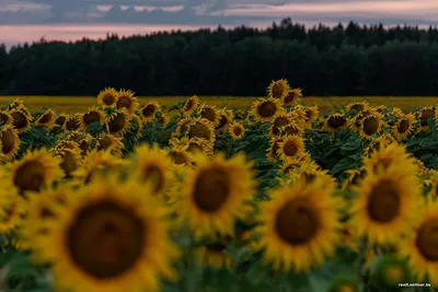 красивые подсолнухи на закате. среди прочего, украина известна своими  бесконечными полями подсолнухов Стоковое Изображение - изображение  насчитывающей солнце, желтый: 268618223