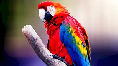 Картинка Красивые попугаи » Попугаи » Птицы » Животные » Картинки 24 -  скачать картинки бесплатно
