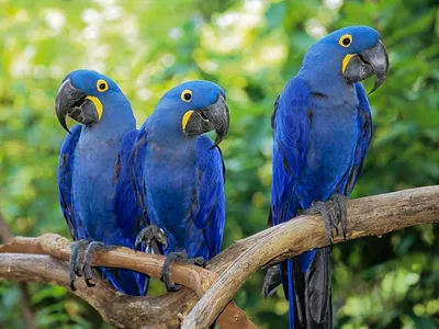 Самые красивые попугаи в мире | Пикабу