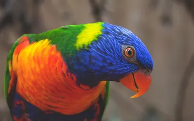Красивые картинки попугаев (44 фото)