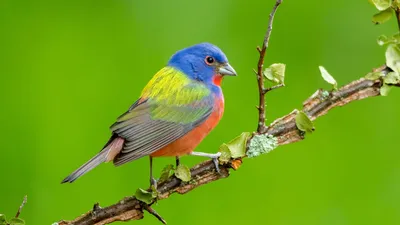 Яркие красивые певчие попугаи: 849 грн. - Птицы Одесса на Olx