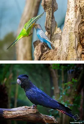 Ожереловый попугай | Попугай, Домашнее животное, Птички