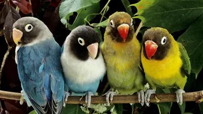 Картина по номерам с поталью, панно «Красивые попугаи» 22 цвета, 35 × 88 см  купить в Чите Роспись в интернет-магазине Чита.дети (10132756)