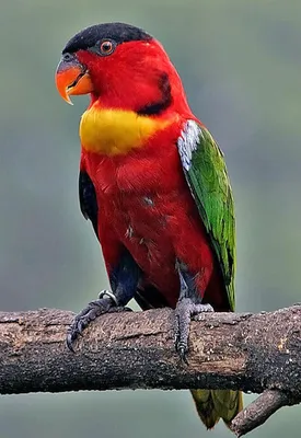 Прикольные и красивые картинки попугая - подборка