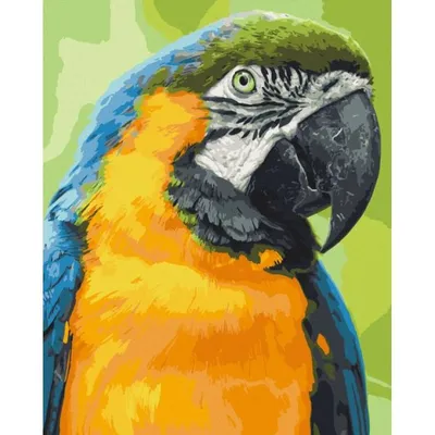 Попугай птицы какаду (35 фото) - красивые фото и картинки pofoto.club
