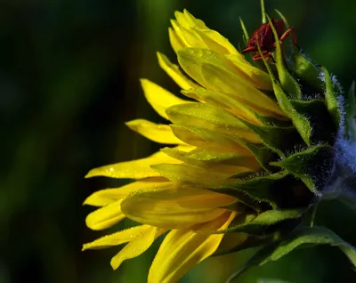 Бесплатное изображение: Природа, лето, цветок, флора, подсолнечник, лист,  красивые, Лепесток, окружающей среды