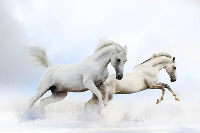 Две Красивые Лошади — стоковые фотографии и другие картинки Лошадь - Лошадь,  Бегать, Мустанг - iStock