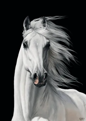 Фотообои «Красивые лошади» - купить в интернет-магазине Ink-project с  быстрой доставкой