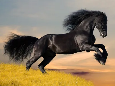 Самые красивые и невероятные лошади в мире #1 - Mover.uz