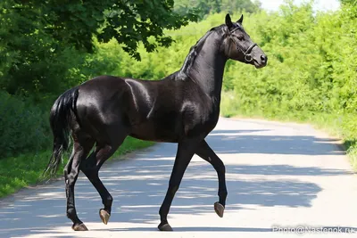Красивая лошадь» — создано в Шедевруме