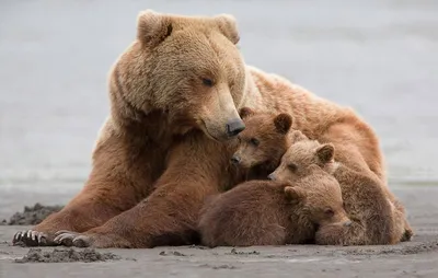Невероятно милые и такие уютные медвежата ❤️ | Instagram