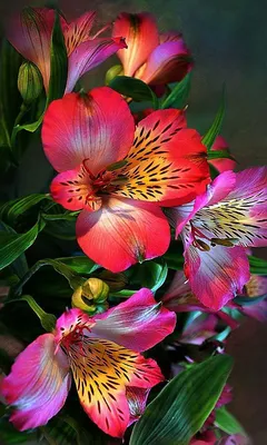 Самые красивые цветы для наших читательниц | Beautiful flowers, Most  beautiful flowers, Amazing flowers
