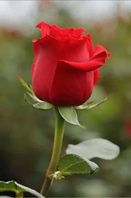 Букет цветов из роз и ранункулюсов «Признание» - Красивые цветы в Тамбове