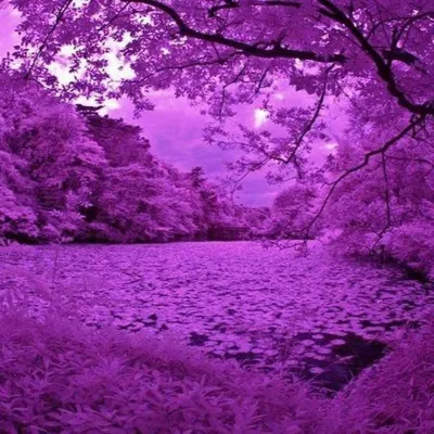 Красивые в фиолетовом цвете