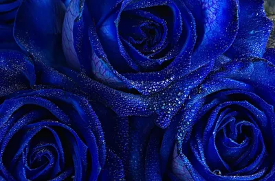 Красивые в синем цвете