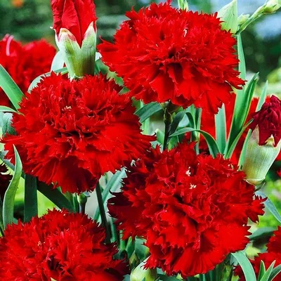 Красная гвоздика - Доставка цветов Саратов. Сервис Delivery Flowers | 8 800  444-00-29