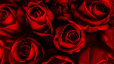 Красные розы скачать фото обои для рабочего стола (картинка 6 из 20)