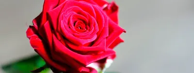 Красные розы Россия 60 см шт. купить с доставкой по Краснодару