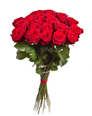 К чему дарят красные розы | Что означают розы красного цвета в подарок -  символ и приметы