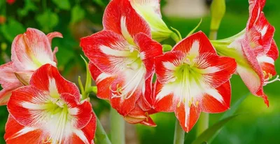 заколка красный ликорис паучья лилия канзаши цветы из проволоки | AliExpress