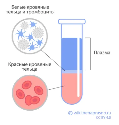Анализ крови у животных - АйбиВЕТ