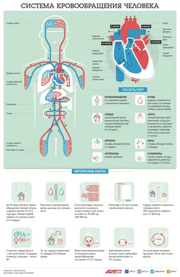 Анатомия: Большой (телесный) круг кровообращения. Регионарное кровообращение