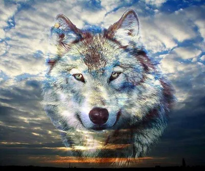 синий волк ночью в темноте, классные фотки волка, волк, животное фон  картинки и Фото для бесплатной загрузки