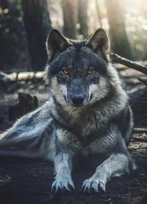 Волки крутые - 45 фото