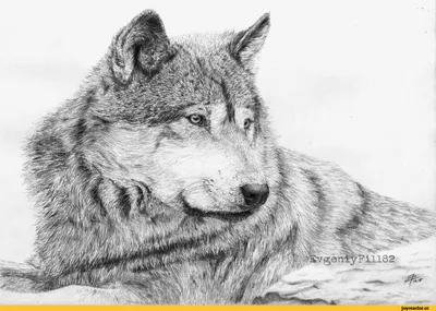 Крутые рисунки волка (24 фото) » Рисунки для срисовки и не только