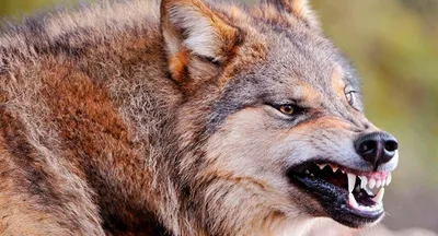 Супер мега красивые и сильный волк» — создано в Шедевруме