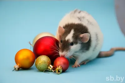 Каждому Своё Animals Милые Мыши|Мышки|Крыса|Офигел|Экзамены