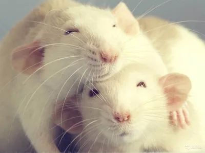 DW на русском - Эти милые крысы спасают жизни людей. Они... | Facebook
