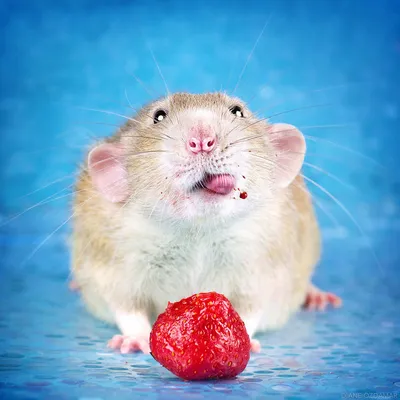 Забавные крысы Дианы Оздамар | Блог о фотографии | Команда foto.by