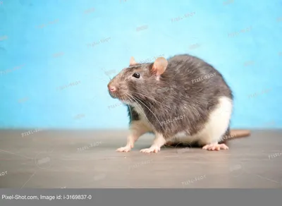 Симпатичные смешные крысы на деревянном фоне :: Стоковая фотография ::  Pixel-Shot Studio