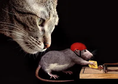 Декоративная крыса - «Симпатичные, умненькие, милые зверьки. Но вонючие.  История о том, как у меня жили 9 крыс. Фото роста и развития крысят. Фото  голубой крысы.» | отзывы