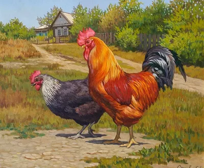 Петух и курица | Рисунки петухов, Рисунки домашних животных, Пейзаж картина  маслом