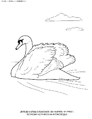 Раскраска Лебедь | Раскраски птиц. Картинки птиц, рисунки птиц