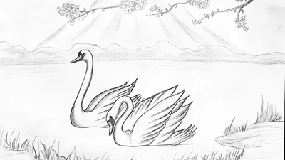Картинки лебедей на озере для срисовки (64 фото) » Картинки и статусы про  окружающий мир вокруг