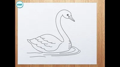 Как нарисовать лебедя поэтапно 5 уроков