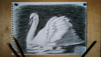 Рисунок Лебедя Для Срисовки (55 Фото)