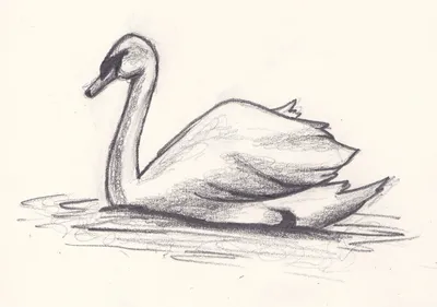 Рисунок лебедя для срисовки - 72 фото