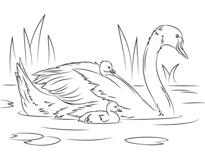 Рисунок белого лебедя, сидящего на берегу озера Иллюстрация вектора -  иллюстрации насчитывающей клюв, ноги: 156854702