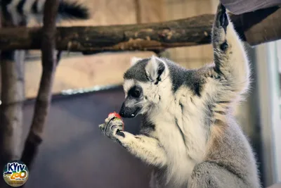 Ленинградский зоопарк выложил фото лемура, который уплетает овощи за обе  щеки