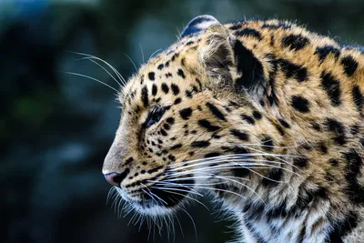 Совсем маленьких потерявшихся котят леопарда спасли в Приморье -  PrimaMedia.ru