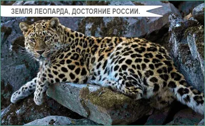 В национальном парке Приморья фотограф запечатлел дальневосточного леопарда  при свете дня - PrimaMedia.ru